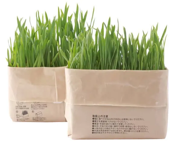 猫草はどこに売ってる？買える？最適な購入場所から育て方まで