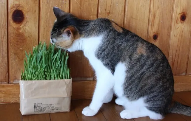 無印良品の猫草の口コミ