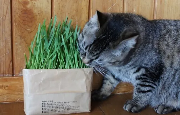 猫草の代わりになるものは何？