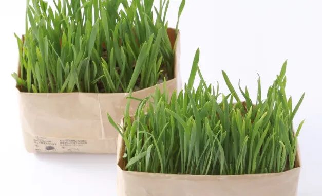 猫草はどこに売ってる？与える際の注意点